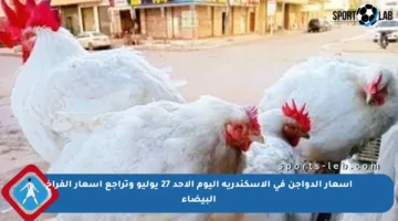 أسعار الدواجن في الإسكندرية اليوم الأحد 27 يوليو وتراجع أسعار الفراخ البيضاء